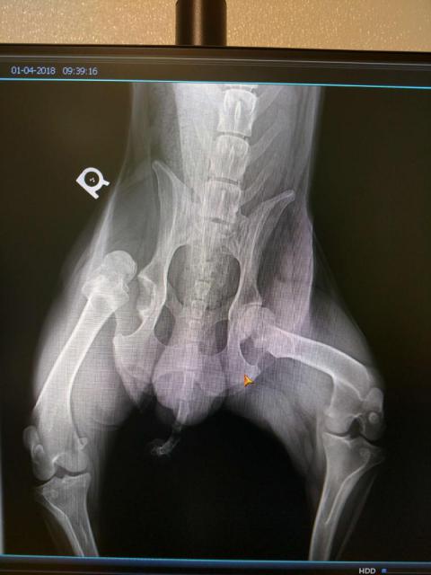 Xray Tully